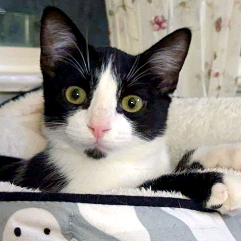 Dweezil, a cute black and white kitten