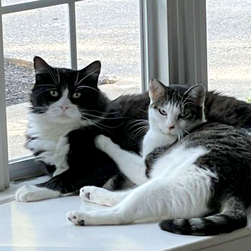 photo of B&W fluffy cat cuddling with a tabby and white cat on a window bench