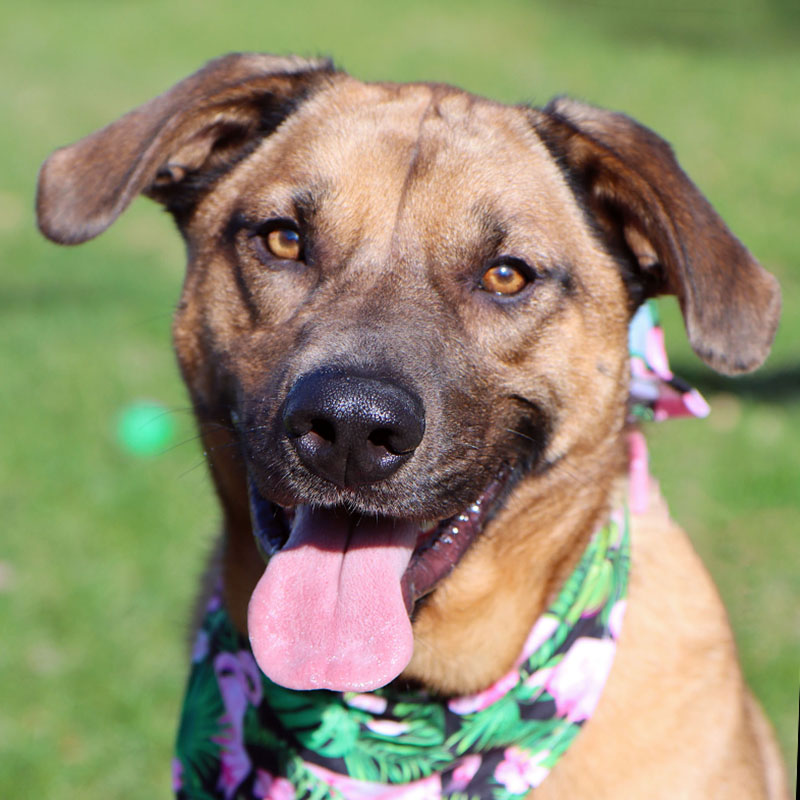 Pepper, and cute brown Shepherd mix