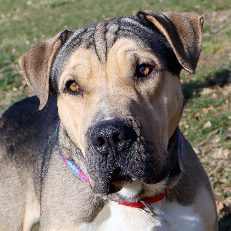 Photo of a tan Shepherd/Shar pei mix with cute inquisitive face