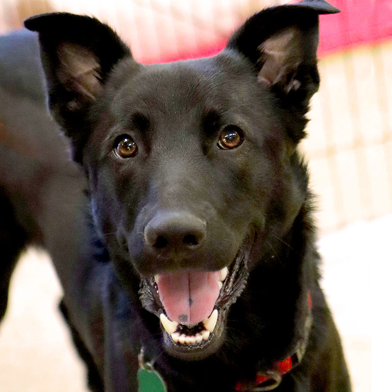 Black Shepherd/Lab mix. Click for more info.